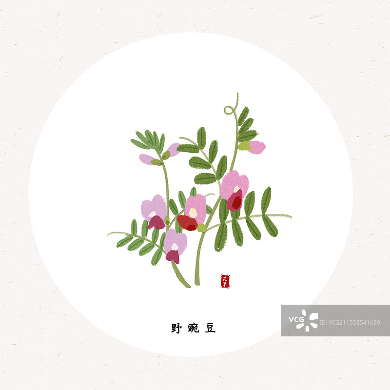 草本野豌豆花装饰画插画圆形海报设计模板图片素材