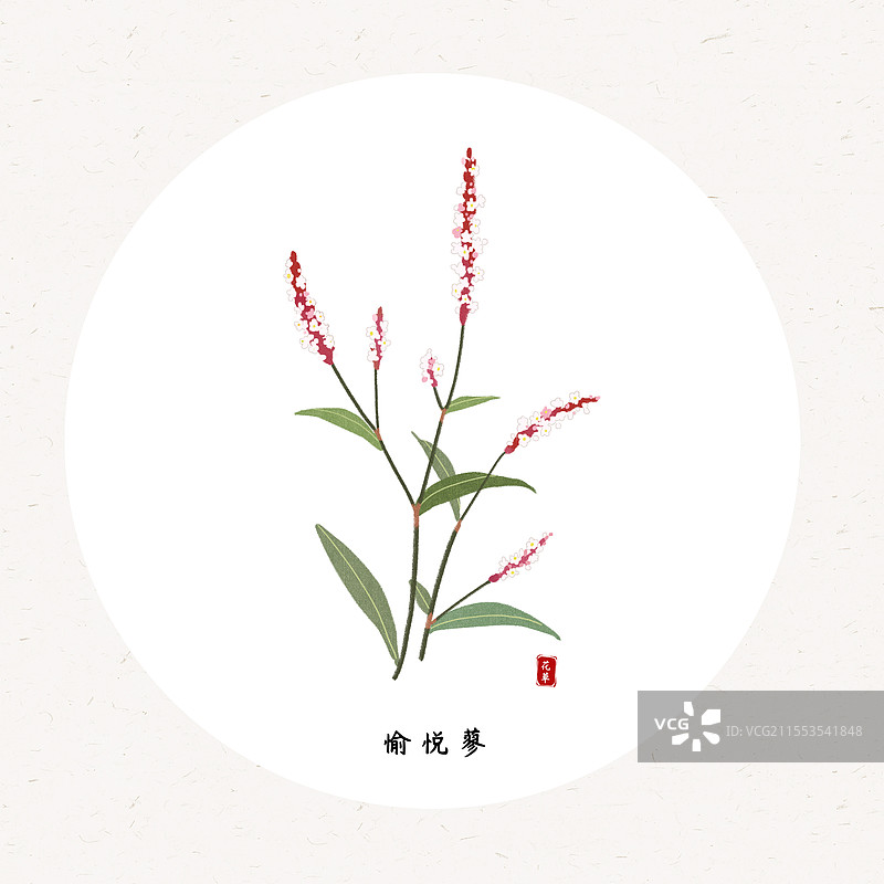 草本愉悦蓼国风插画圆形海报设计模板图片素材