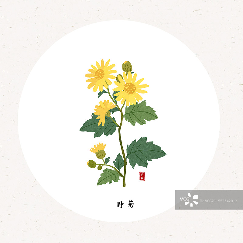 一丛野菊花插画圆形海报设计模板图片素材