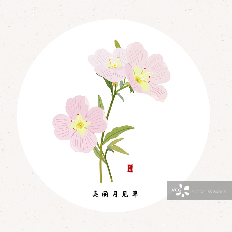 草本美丽月见草插画圆形海报设计模板图片素材