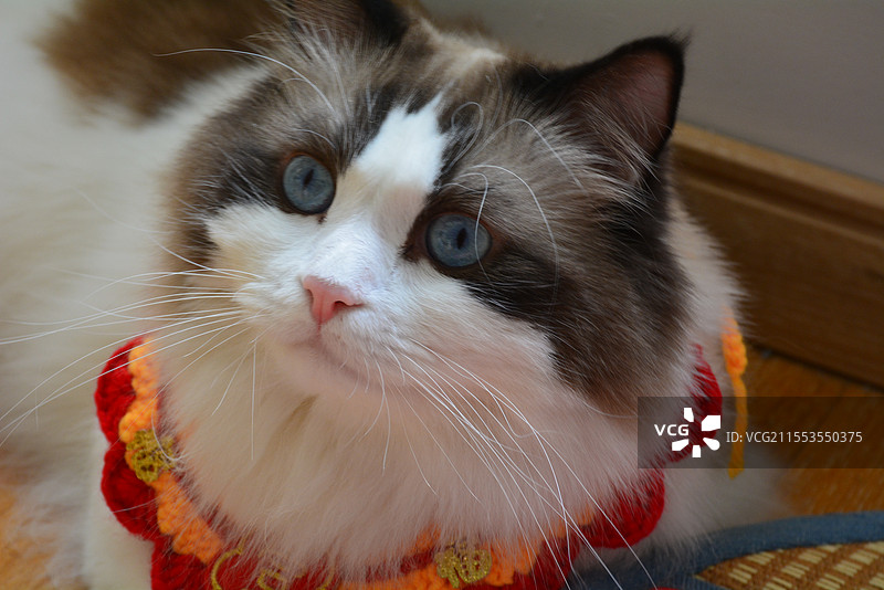 脖带项圈歪头注视的蓝眼睛布偶猫图片素材