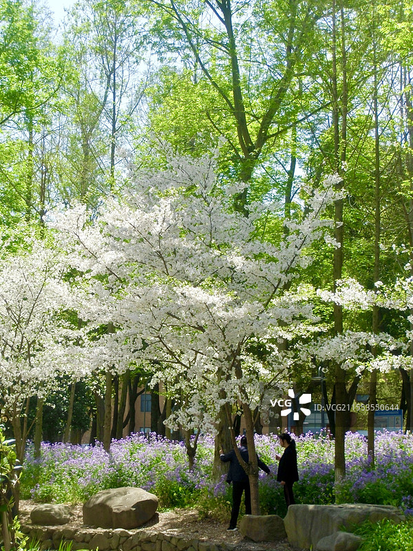 三月宁波大学的梨花开啦图片素材