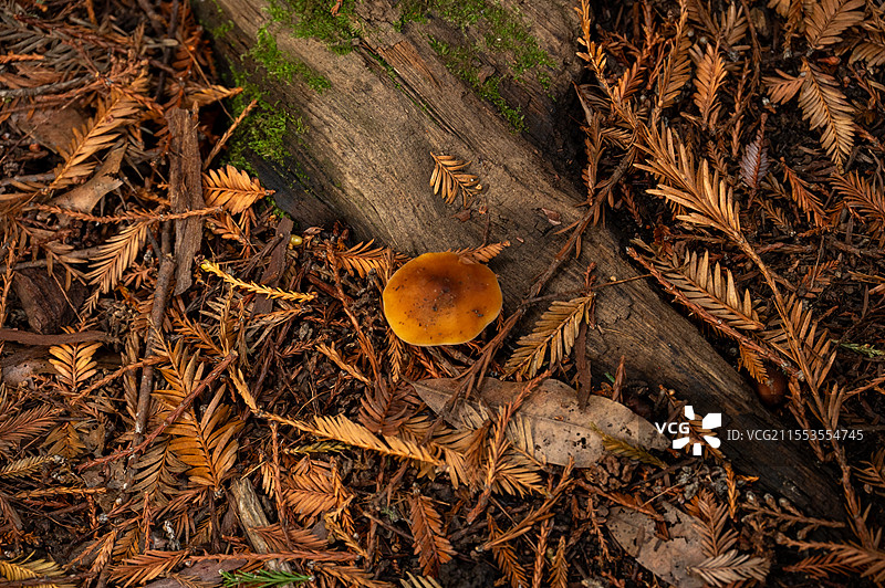 加州红杉林的蘑菇，蕨类和苔藓图片素材