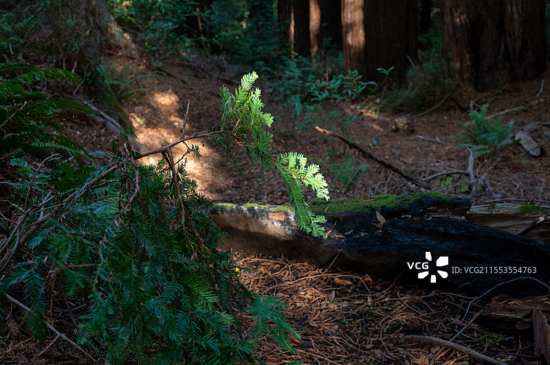 加州红杉林的蘑菇，蕨类和苔藓图片素材