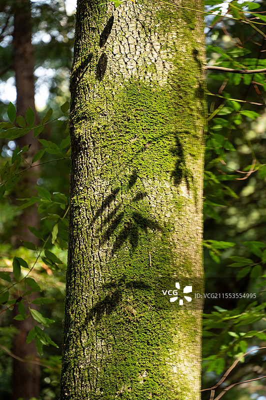 加州红杉林的植物和迷雾图片素材