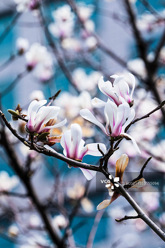 姿态优雅的望春玉兰图片素材