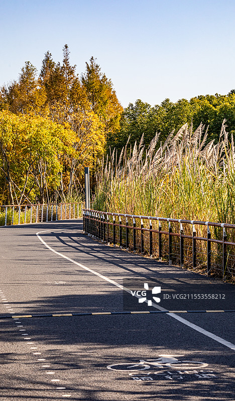 汽车广告背景图-城市道路.上海浦东后滩公园骑行步道秋色景观图片素材