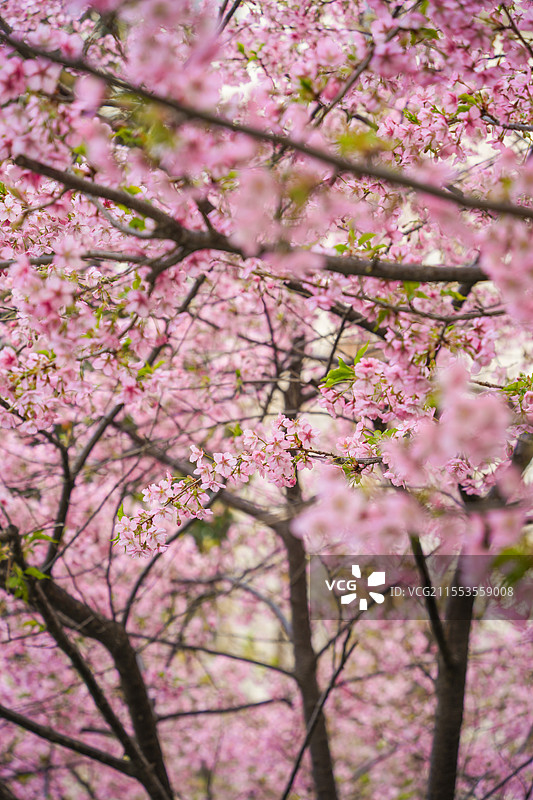 上海闸北区彭浦新村地铁站车站公园春天早樱花景观图片素材