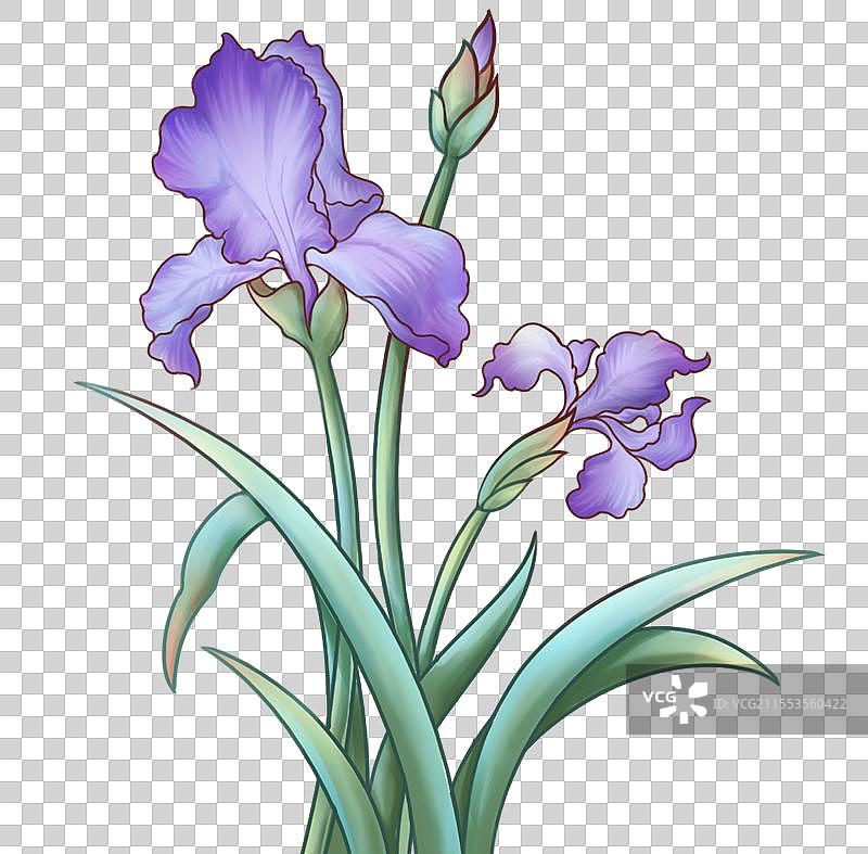 梵高的鸢尾图片素材