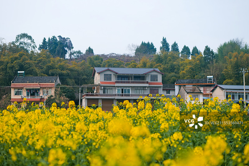 春天绿色季节油菜花盛开田野乡村房子图片素材