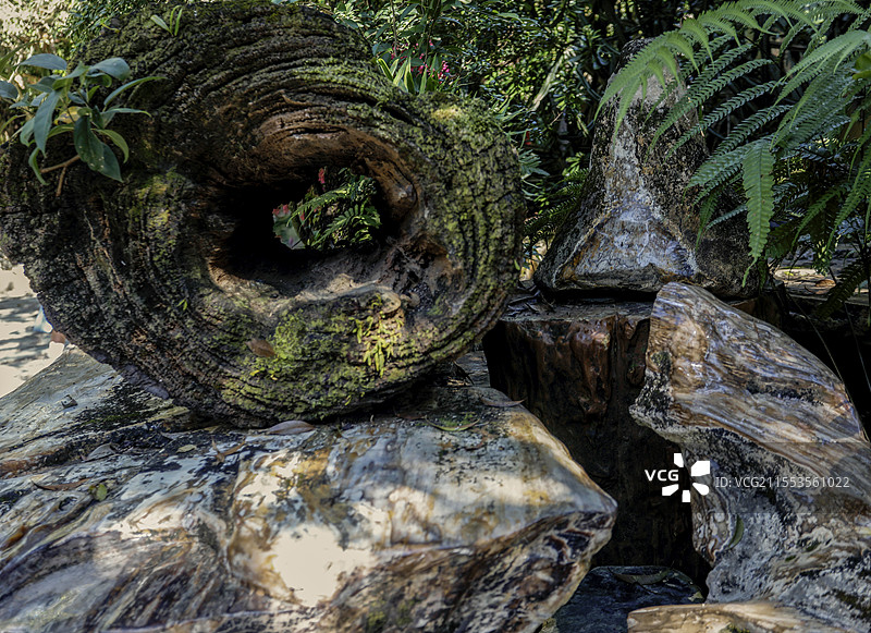 芒市勐巴娜西珍奇园“树化玉”图片素材