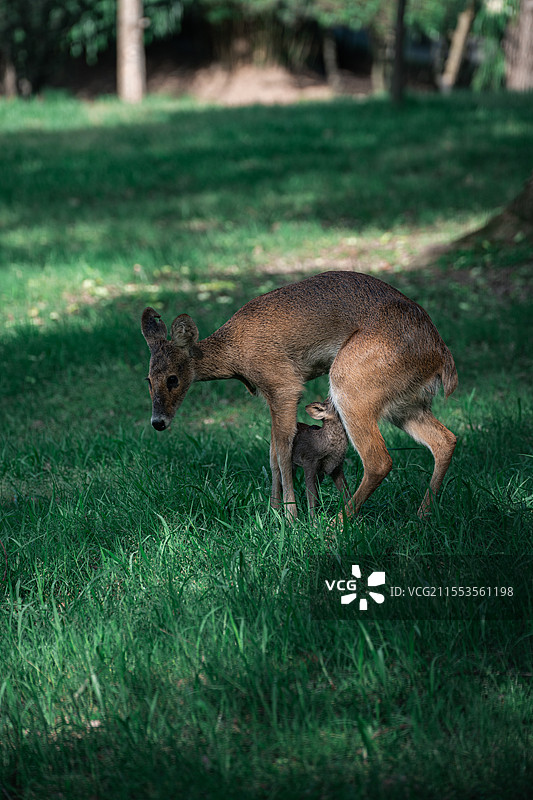 公园中獐母子哺乳的亲子温情图片素材