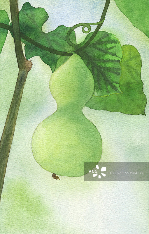 碧色葫芦水彩插画图片素材