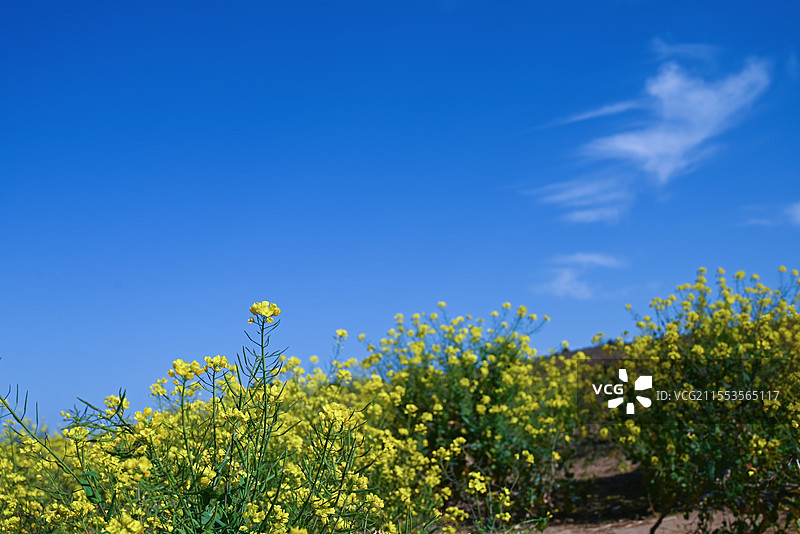 油菜花田图片素材