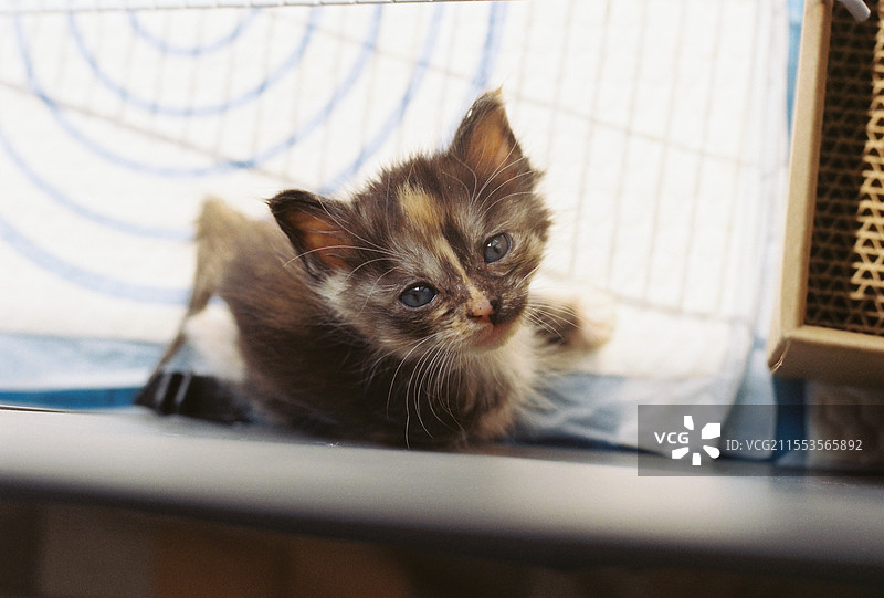 获救的流浪小奶猫图片素材