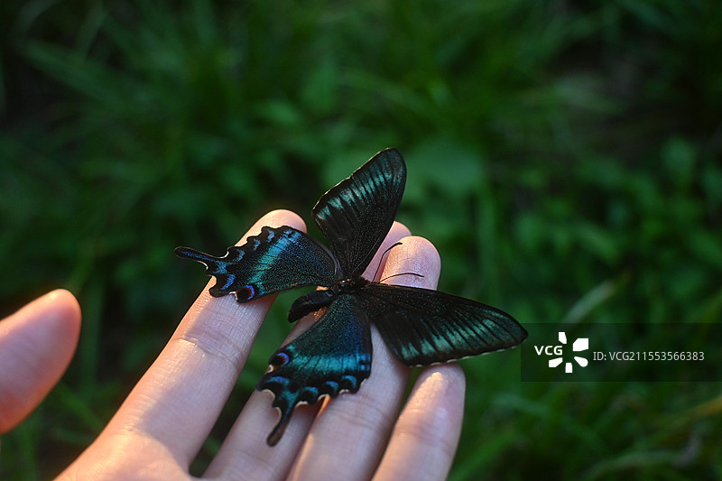 绿带翠凤蝶标本图片素材