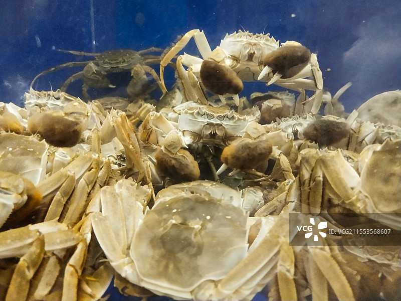 大闸蟹图片素材