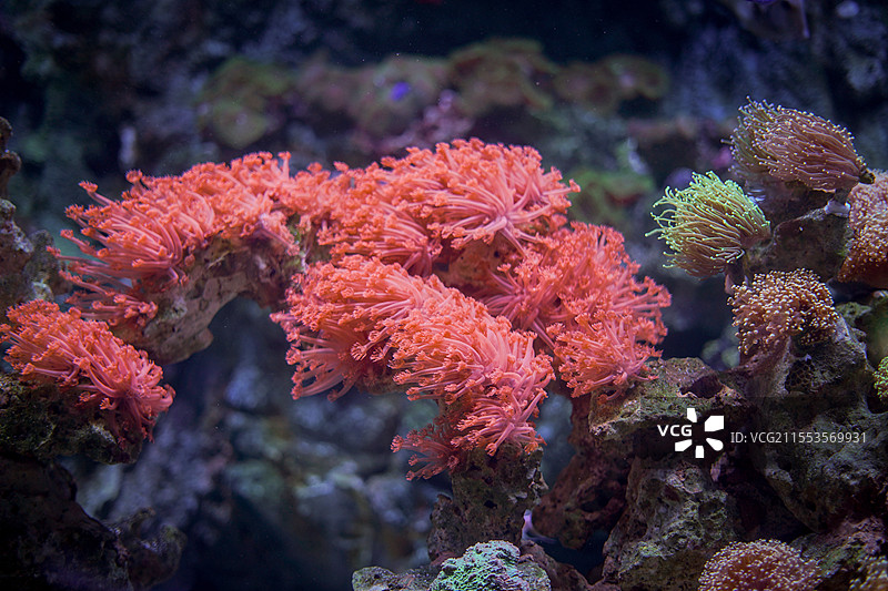 深圳小梅沙海洋世界水族馆宝石花珊瑚团块管孔珊瑚图片素材