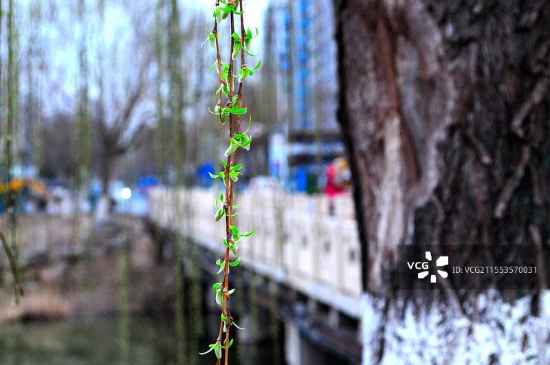 春天来了柳树发芽了图片素材
