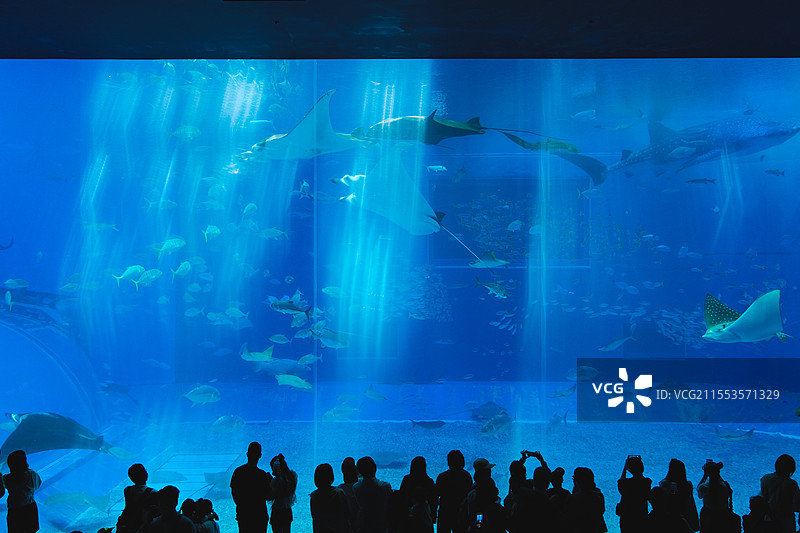 日本冲绳美丽海水族馆，黑潮之海巨型鱼缸图片素材