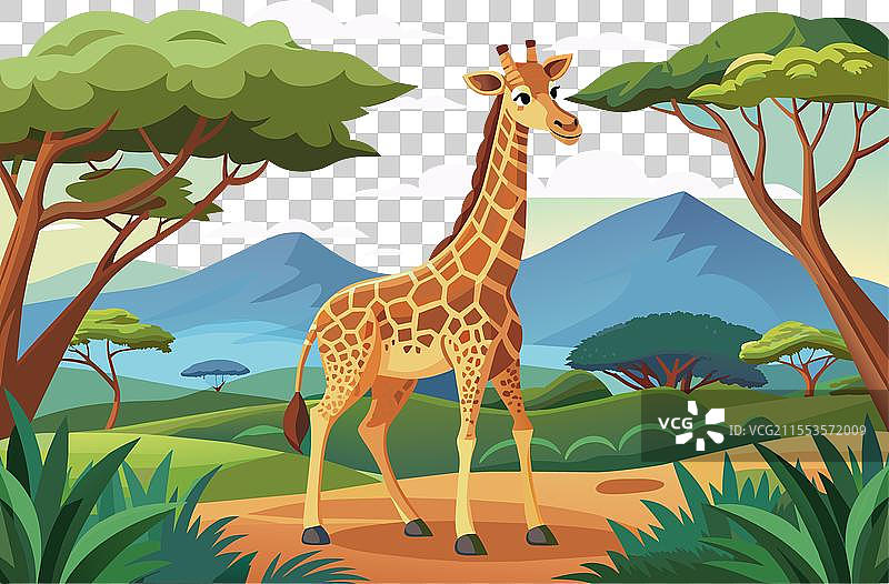 长颈鹿在自然环境中图片素材