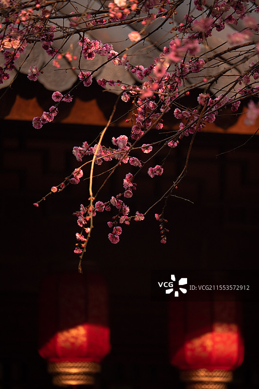 梅花报春图片素材