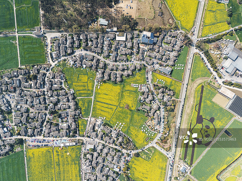 成都崇州五星村春天的油菜花田图片素材