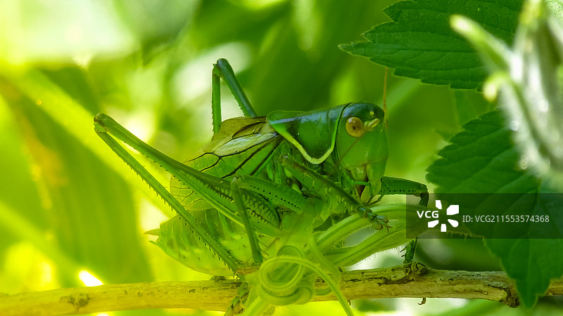一只蝈蝈站在绿色的叶子上特写画面图片素材