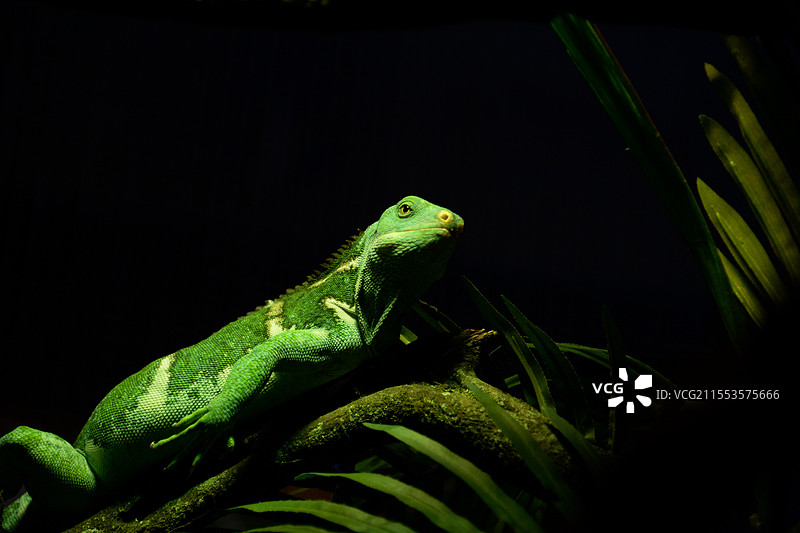 蜥蜴的凝视图片素材