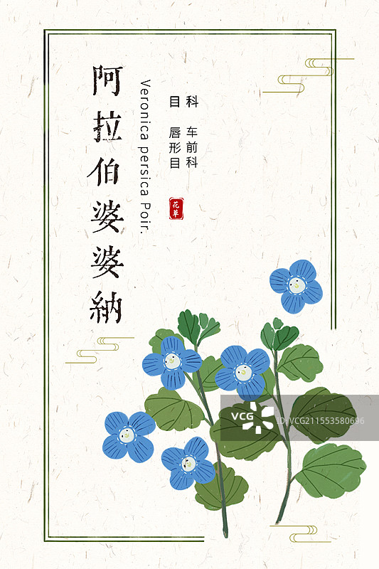 阿拉伯婆婆纳本草花卉插画海报设计模板图片素材