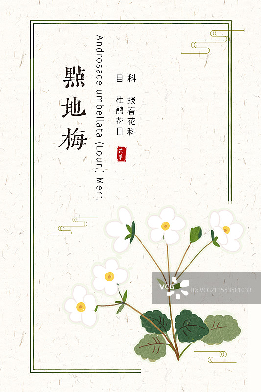 草本点地梅插画花卉海报设计模板图片素材