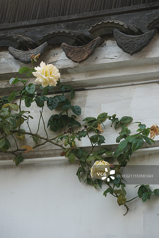 网师园秋天黄色山茶花图片素材