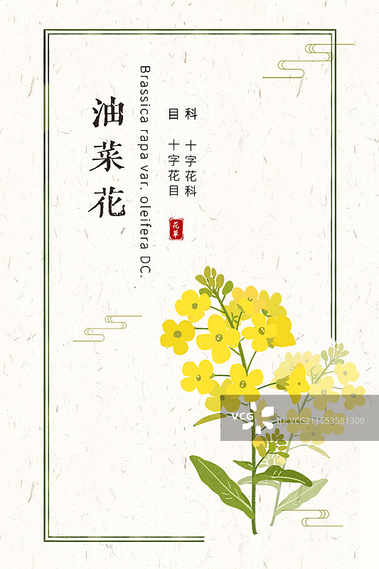 油菜花插画国风花卉海报设计模板 分类图片素材