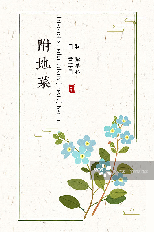 草本附地菜插画国风花卉海报设计模板图片素材
