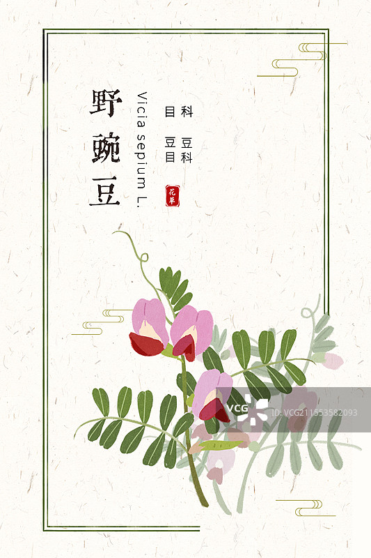 草本野豌豆花插画国风海报设计模板图片素材