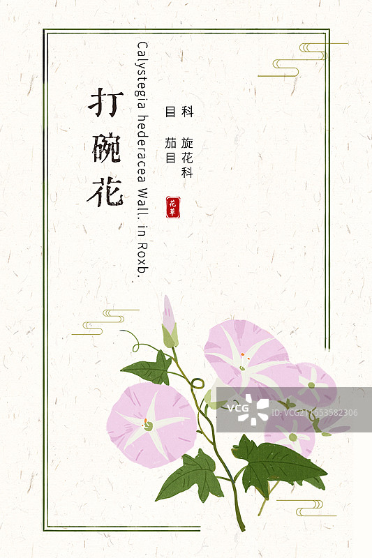 草本打碗花国风花卉插画海报设计模板图片素材