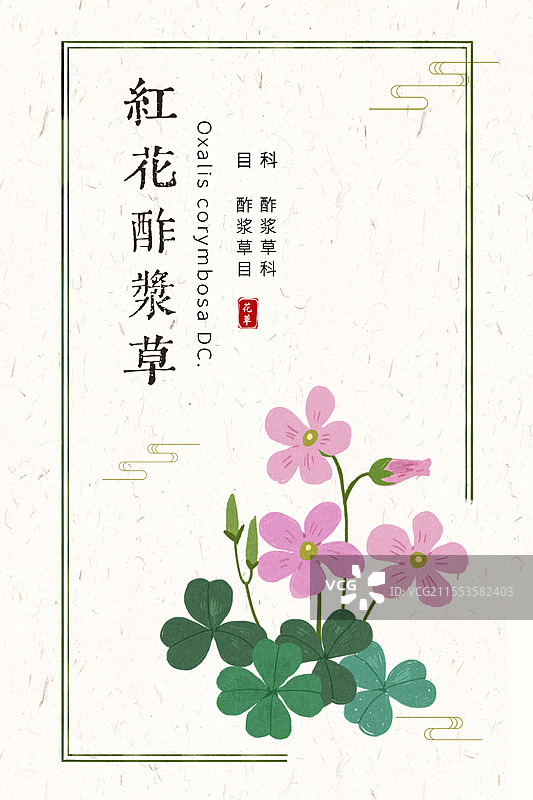 红花酢浆草四叶草国风草本插画海报设计模板图片素材