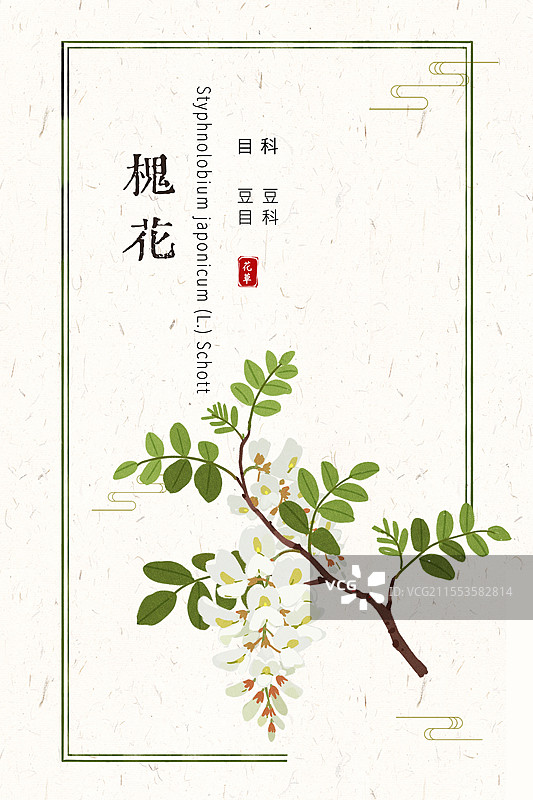槐花槐树插画国风花卉海报设计模板图片素材