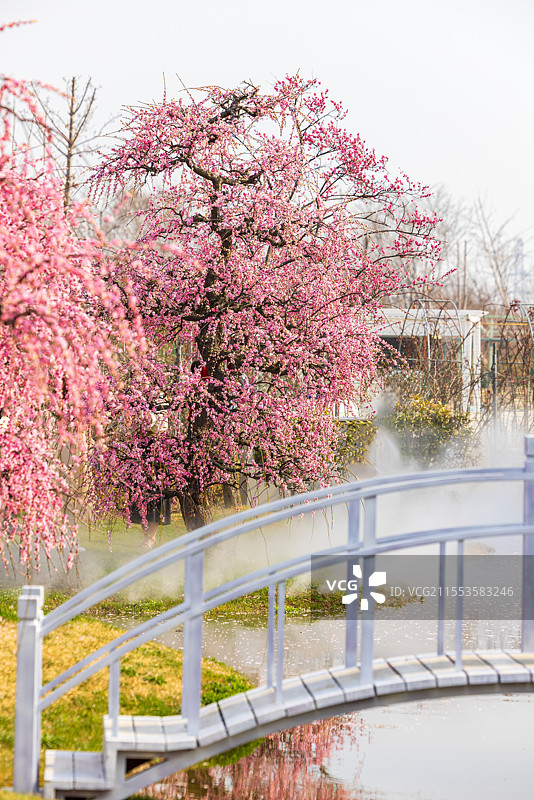 江苏省无锡市九龙湾花星球风景区龙梅盛开风光图片素材