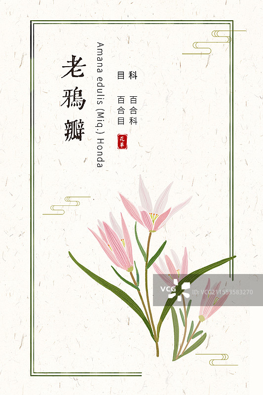 本草老鸦瓣插画国风花卉海报设计模板图片素材