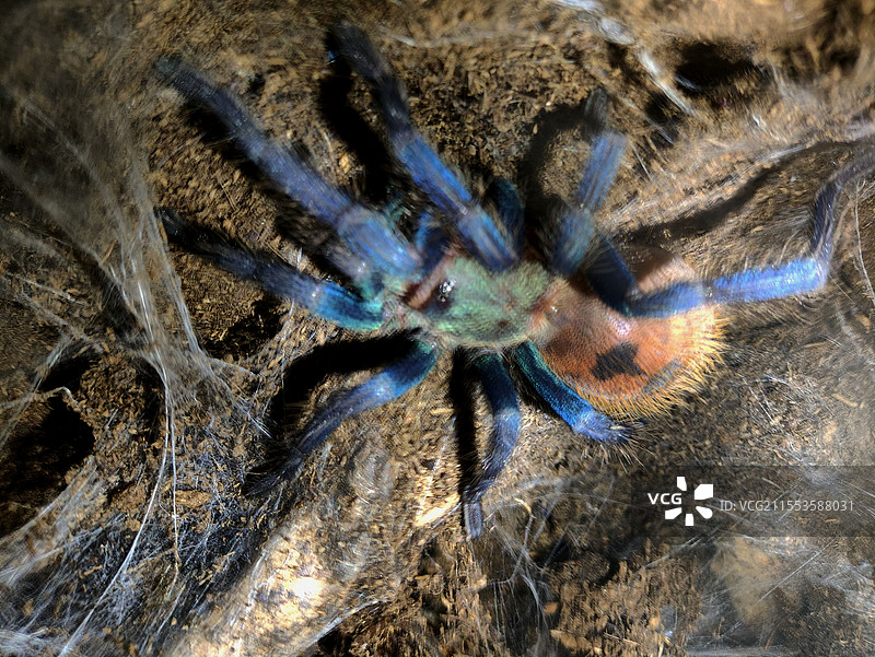 委内瑞拉红绿橙蜘蛛捕鸟蛛图片素材