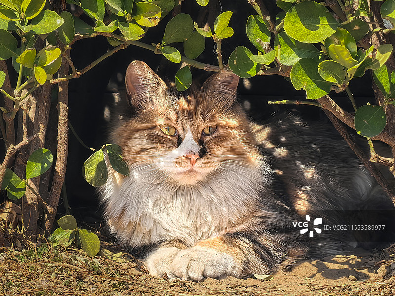 天津站前一只流浪猫，趴在灌木丛中，表情威严的盯着前方，光影斑驳的树叶，增添了一种神秘感图片素材