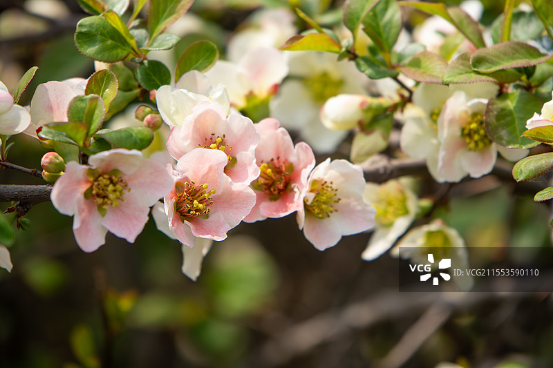 春天盛开的贴梗海棠 皱皮木瓜图片素材