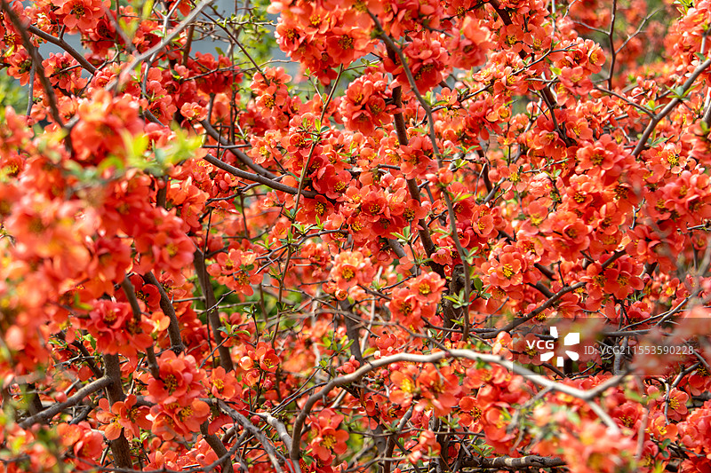 春天盛开的红色贴梗海棠 皱皮木瓜图片素材