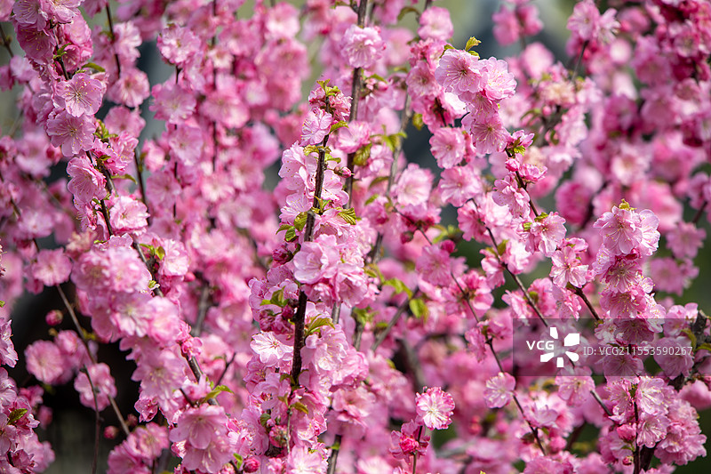春天粉红色重瓣榆叶梅枝头绽放图片素材
