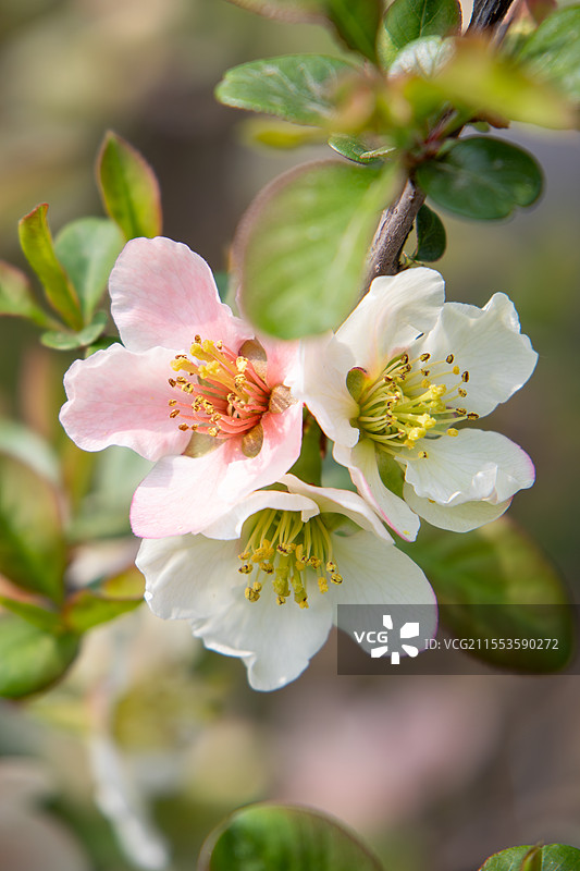 春天盛开的贴梗海棠 皱皮木瓜图片素材