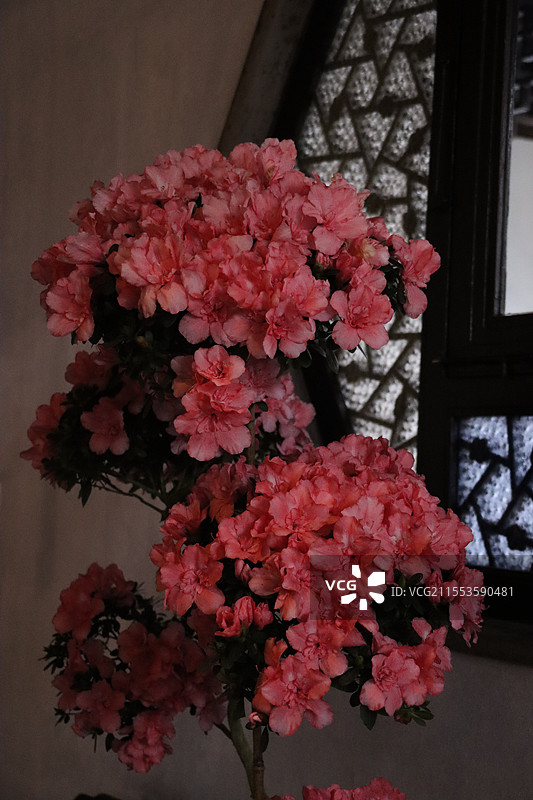 杜鹃花图片素材