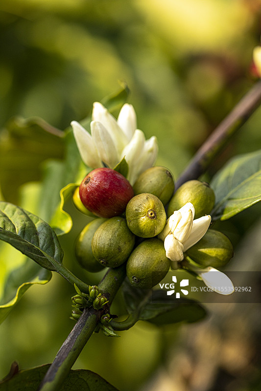 云南小粒咖啡 种植业 咖啡豆图片素材