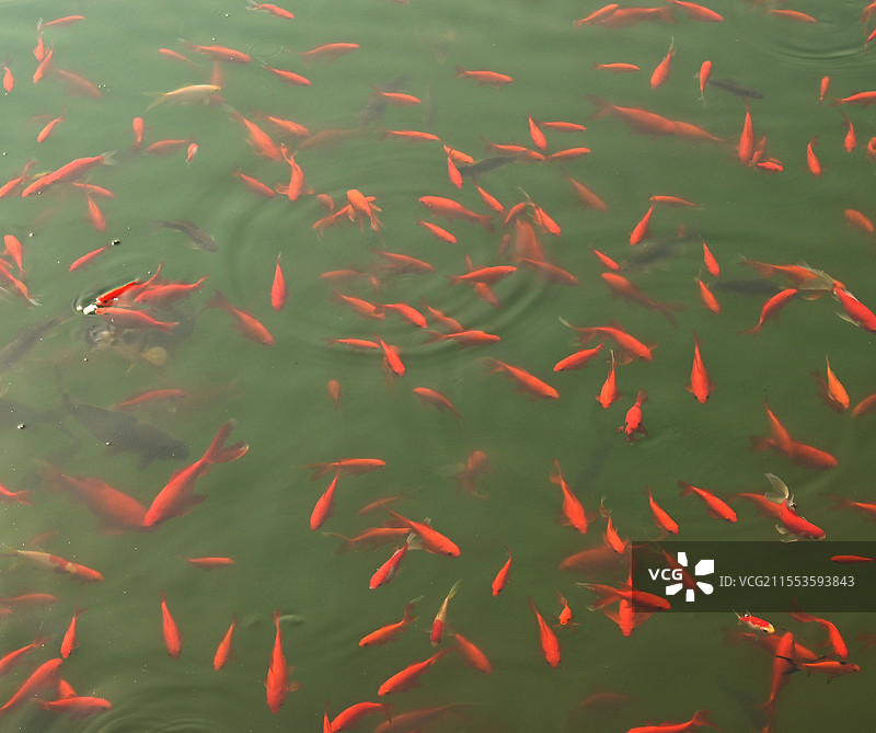 池塘的金鱼图片素材
