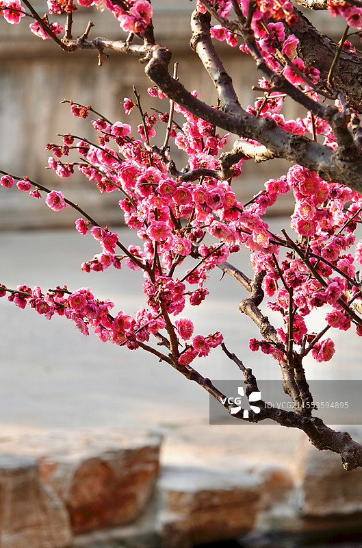 春日红梅图片素材